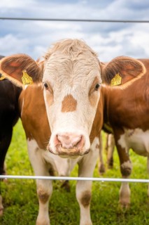 A brown cow with white markings behind a fence, quiet rural atmosphere