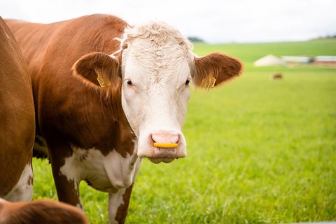 Brown cow is standing on green pasture, looking directly at the camera. Tranquil, rural atmosphere