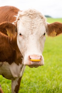 Close-up of a cow in a green field with yellow ear tags