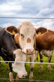 Two cows behind a fence, one black and white, one brown. Relaxed rural scene