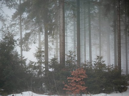 Snow-covered, misty forest with small shrubs and spruces (picea), mystical, peaceful atmosphere,