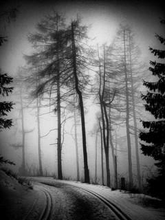 Black and white photo of a foggy forest path with tall, bare trees in vintage style, Rennsteig,