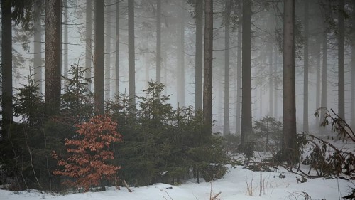 Small shrubs in a snow-covered, foggy forest, mystical, quiet atmosphere, Rennsteig, Thuringia