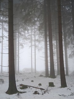 Snowy forest with foggy, towering trees, mystical, quiet atmosphere, Rennsteig, Thuringia nature