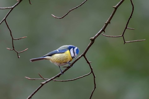 On closer inspection, the blue tit (Cyanistes caeruleus) is a colourful bird, Germany