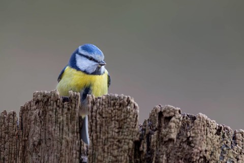 Although the blue tit (Cyanistes caeruleus) is a frequent visitor to the feeding site, in the end