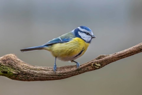 The blue tit (Cyanistes caeruleus) is a frequent visitor to the winter feeding site, Germany