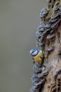 A blue tit (Cyanistes caeruleus) inspecting the branch of a beech tree, covered with butterfly