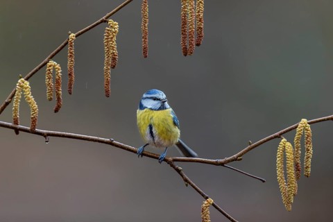 Blue tit (Cyanistes caeruleus) on the branch of a hazelnut, framed, kitten, Germany