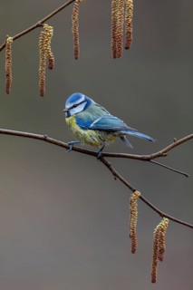 Blue tit (Cyanistes caeruleus) on the branch of a hazelnut, framed, kitten, Germany