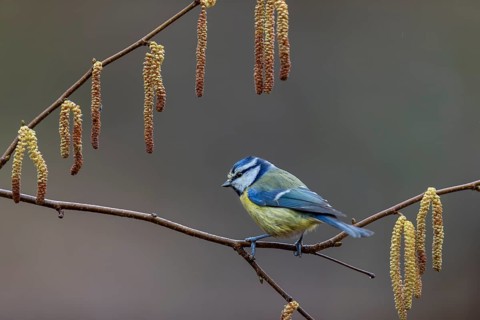 A blue tit (Cyanistes caeruleus) waiting impatiently at the feeding place, hazelnut, framed,