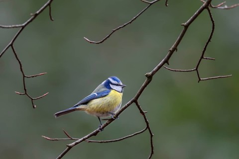 Attention ensures the survival of the blue tit (Cyanistes caeruleus), its greatest enemy the