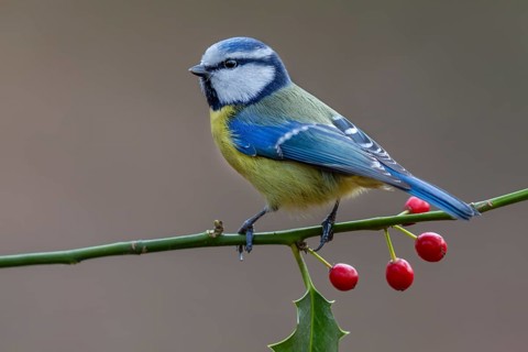 Blue tit (Cyanistes caeruleus) on the branch of a holly tree, Germany