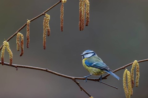 When choosing where to sit at the feeding site, a photographer should look for attractive