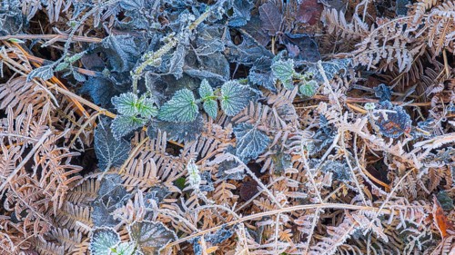 View of frozen bracken fern (Pteridium aquilinum) and stinging nettles (Urtica), Wehden, Cuxhaven,