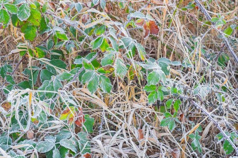 View of frozen leaves of a blackberry (Rubus sect. Rubus), Wehden, Cuxhaven, Lower Saxony, Germany