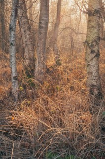 View of a moist dense bike forest in the morning, Wehden, Cuxhaven, Lower Saxony, Germany