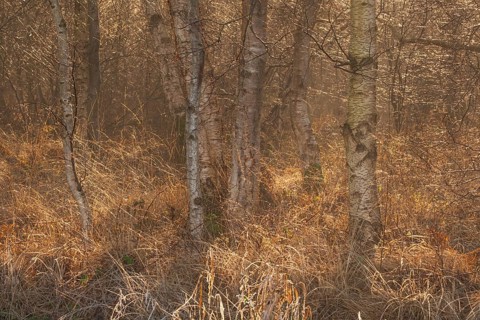 View of a moist dense bike forest in the morning, Wehden, Cuxhaven, Lower Saxony, Germany