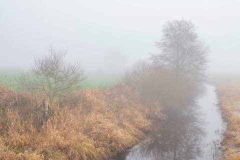 View along a ditch covered with trees and shrubs in fog, Wehden, Cuxhaven, Lower Saxony, Germany