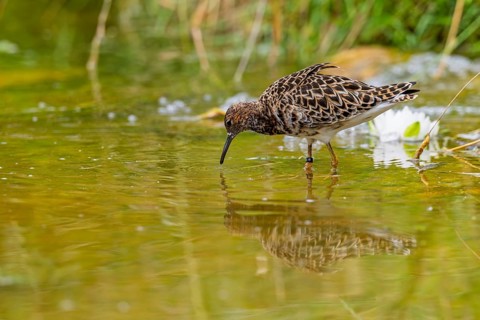 A female ruff (Calidris pugnax) searching for food in shallow water. Northern Poland
