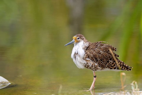 A male ruff (Calidris pugnax) in flight. Northern Poland male ruff (Calidris pugnax) searching for
