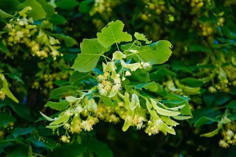 Lime blossoms of the lime tree (Tilia), summer lime tree, medicinal plant, remedy, household