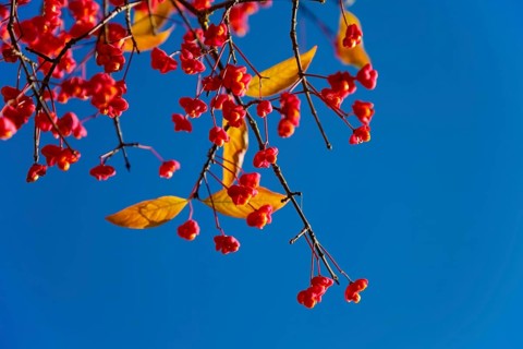 European monkshood (Euonymus europaeus), flowering shrub, red flowers in autumn, blue sky,