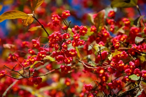 European monkshood (Euonymus europaeus), flowering shrub, red flowers in autumn, Großengstingen
