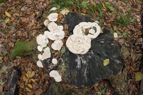 White tree mushrooms on a tree stump, Jasmund National Park, Rügen, Mecklenburg-Western Pomerania,