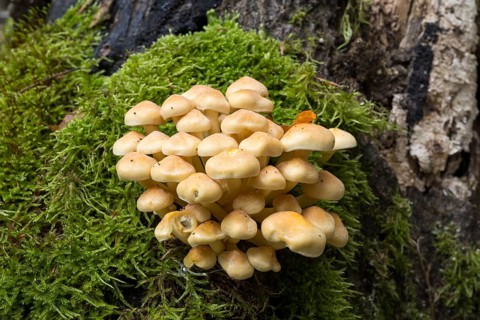 Sulphur head (Hypholoma), tree fungi with moss on a tree trunk, Stubbenkammer, Jasmund National