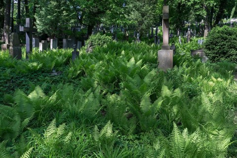 Ferns at Lützenhofer Cemetery Lychakivskiy Cemetery, Lviv, Galicia, Ukraine