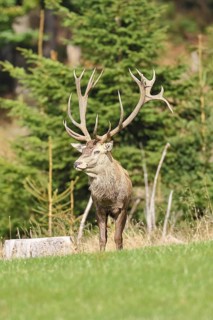 Red deer (Cervus elaphus) during the rutting season, capital stag in a forest clearing, wildlife,