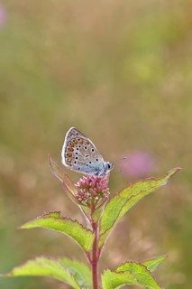 Blue butterfly (Polyommatus icarus), Common blue, female on a flower of Hemp agrimony (Asteraceae)