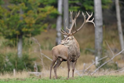 Red deer (Cervus elaphus) during the rutting season, capital stag in a forest clearing, wildlife,