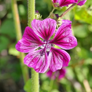 Common mallow (Malva sylvestris), flower in a meadow, medicinal plant, aromatic plant, medicinal