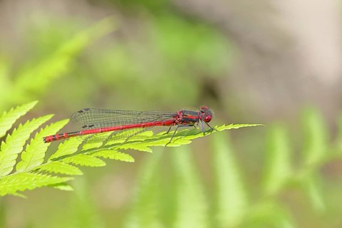 Large red damselfly (Pyrrhosoma nymphula), sitting on bracken, close-up, Wilnsdorf, North