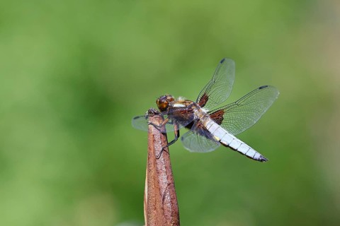 Flat-bellied dragonfly (Libellula depressa), family of damselflies (Libellulidae), male sitting on