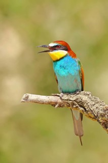 European bee-eater (Merops apiaster) sitting on a branch covered with green lichen, Lake Neusiedl,