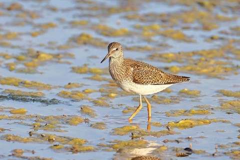 Redshank (Tringa totanus) walking in the silt on the shore, Ziggsee, Lake Neusiedl National Park,