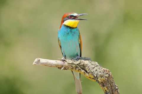 European bee-eater (Merops apiaster) sitting on a branch covered with green lichen, Lake Neusiedl,