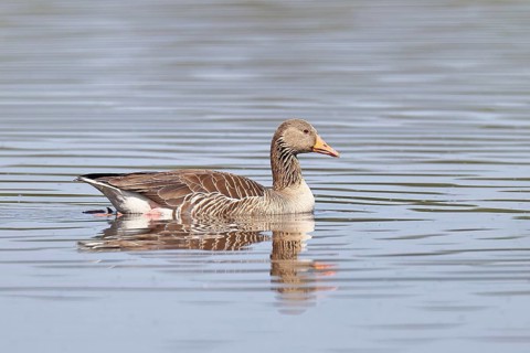 Greylag goose (Anser anser), swimming on a pond, Wagbachniederung nature reserve, Waghäusel,