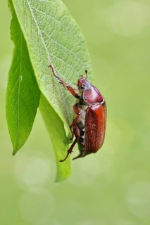 May beetle, wood cockchafer (Melolontha hippocastani), female, on leaf of a willow (Salix caprea),