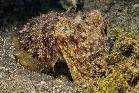 Underwater photo Close-up of cuttlefish (Sepia officinalis) Cephalopod family Real cuttlefish