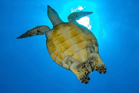 Underwater photo backlit shot of underside of carapace of Hawksbill sea turtle (Eretmochelys