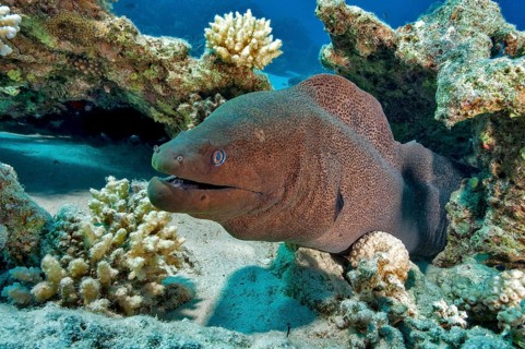 Underwater photo close-up of large adult giant moray eel (Gymnothorax javanicus) predator looking