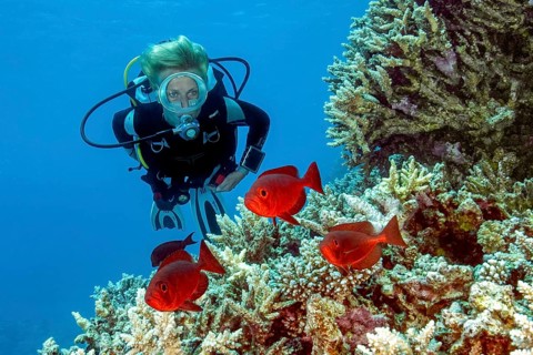 Underwater photo of diver looking at small group of Indo-Pacific bigeye perch (Priacanthus hamrur)
