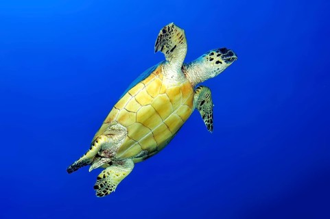 Underwater photo of Hawksbill sea turtle (Eretmochelys imbricata) Sea turtle swimming in blue sea