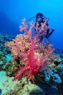 Underwater photo of diver looking at colourful pink soft coral (Dendronephthya) soft coral, Red