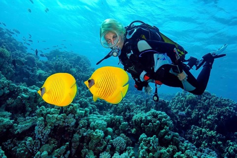 Underwater photo of diver looking at pair of Maskarill masked butterflyfish (Chaetodon