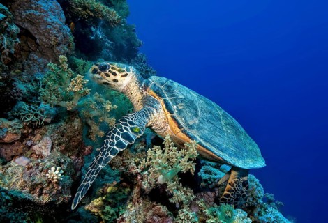 Underwater photo of Hawksbill sea turtle (Eretmochelys imbricata) eating broccoli soft coral